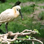 Zoo Praga 21-06-11 740