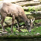 Zoo Praga 21-06-11 872