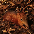 Zoo Praga 21-06-11 569