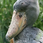 Zoo Praga 21-06-11 847