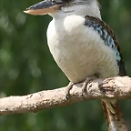 Zoo Praga 21-06-11 853