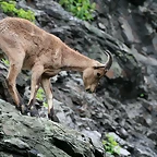 Zoo Praga 21-06-11 163