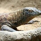 Zoo Praga 21-06-11 605