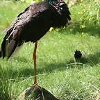 Zoo Praga 21-06-11 630