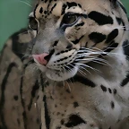 Zoo Praga 21-06-11 775