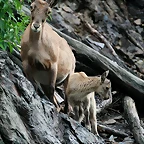 Zoo Praga 21-06-11 174