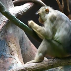 Zoo Praga 21-06-11 609
