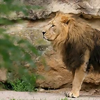 Zoo Praga 21-06-11 831