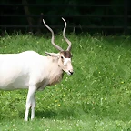 Zoo Praga 21-06-11 899