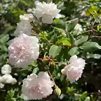 rosa x alba maxima anse FFF