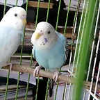 IMG-20190317-WA0003