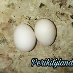 FB_IMG_1508179360633