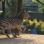 Zoo de Barcelona 20-04-11 422
