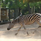 Zoo de Barcelona 20-04-11 444