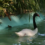 Zoo de Barcelona 20-04-11 631