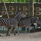 Zoo de Barcelona 20-04-11 451