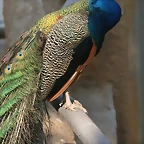 Zoo de Barcelona 20-04-11 274