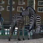 Zoo de Barcelona 20-04-11 474