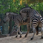 Zoo de Barcelona 20-04-11 418