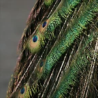 Zoo de Barcelona 20-04-11 277