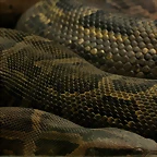 Zoo de Barcelona 27-03-11 498