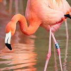 Zoo de Barcelona 19-02-12 389