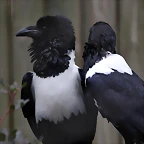 Zoo de Barcelona 19-02-12 223