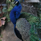Zoo de Barcelona 19-02-12 401