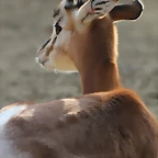 Zoo de Barcelona 19-02-12 580