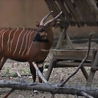 Zoo de Barcelona 19-02-12 115