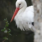 Zoo de Barcelona 19-02-12 239