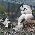 Zoo de Barcelona 19-02-12 209