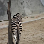 Zoo de Barcelona 19-02-12 267
