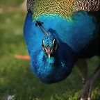 Zoo de Barcelona 19-02-12 571