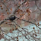 Zoo de Barcelona 19-02-12 292