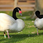 Zoo de Barcelona 19-02-12 575