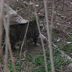 Zoo de Barcelona 19-02-12 304
