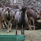 Zoo de Barcelona 19-02-12 325