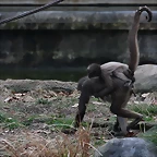 Zoo de Barcelona 19-02-12 341