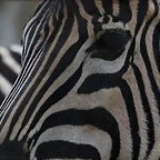 Zoo de Barcelona 19-02-12 188