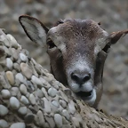 Zoo de Barcelona 19-02-12 324