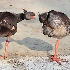 Zoo de Barcelona 19-02-12 672