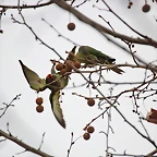 Zoo de Barcelona 19-02-12 156