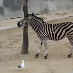 Zoo de Barcelona 19-02-12 251