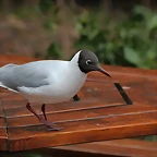 Zoo de Barcelona 19-02-12 125