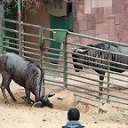 Zoo de Barcelona 19-02-12 232