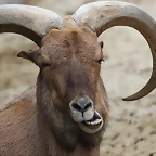 Zoo de Barcelona 19-02-12 335