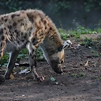 Zoo de Barcelona 19-02-12 604