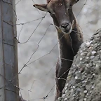 Zoo de Barcelona 19-02-12 313