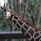 Zoo de Barcelona 19-02-12 380